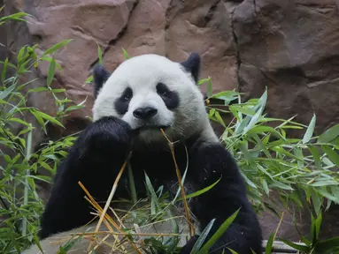 Seekor panda jantan, Yun Chuan erlihat saat debut publiknya di Kebun Binatang San Diego di San Diego, California pada 8 Agustus 2024. (Sandy Huffaker / AFP)