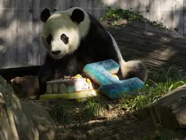 Panda Bei Bei memakan kue ulang tahunnya yang ke-4 di Kebun Binatang Nasional Smithsonian di Washington, DC (22/8/2019). Bei Bei akan pindah ke China setelah berusia empat tahun, menurut perjanjian Kebun Binatang Nasional Smithsonian dan Asosiasi Konservasi Margasatwa China.(AFP Photo/Alastair Pike)