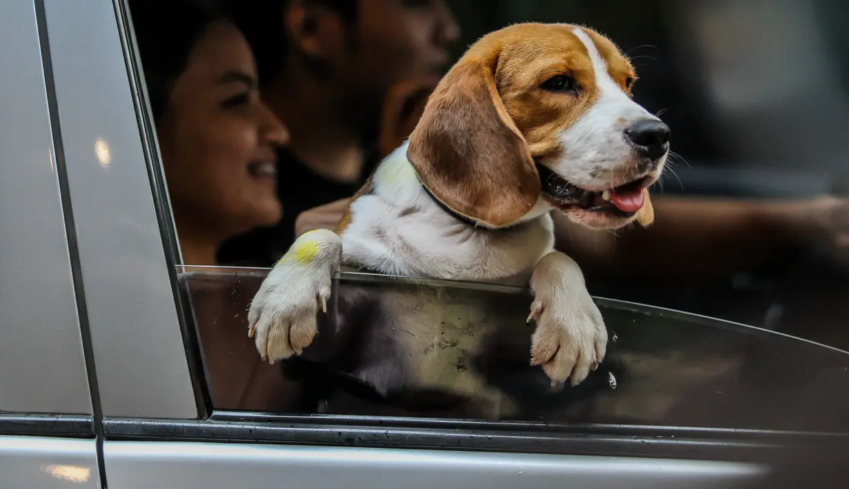 Seekor anjing peliharaan terlihat dalam mobil saat pemberkatan drive-thru hewan peliharaan di Manila, Filipina, 4 Oktober 2020. Pemberkatan drive-thru hewan peliharaan tersebut diadakan di tengah pandemi COVID-19 untuk merayakan Hari Hewan Sedunia setiap tanggal 4 Oktober. (Xinhua/Rouelle Umali)