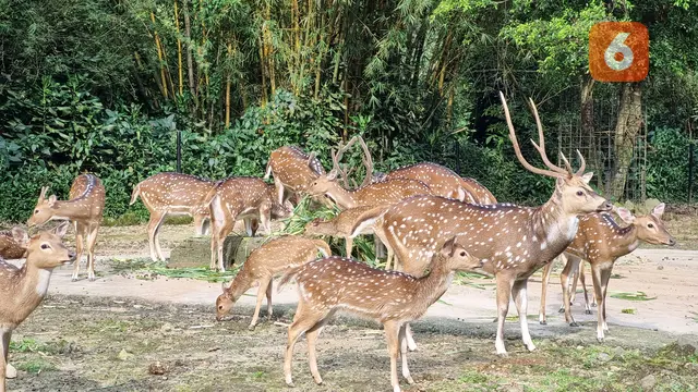 Ilustrasi satwa, binatang, rusa. (Liputan6.com/Tanti Yulianingsih)