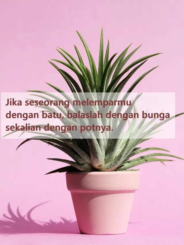 Wallpaper lucu  (sumber: Pixabay)