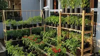 7 Ide Bedengan Kebun Cabai Sederhana di Halaman Depan Rumah, Manfaatkan Lahan Terbatas