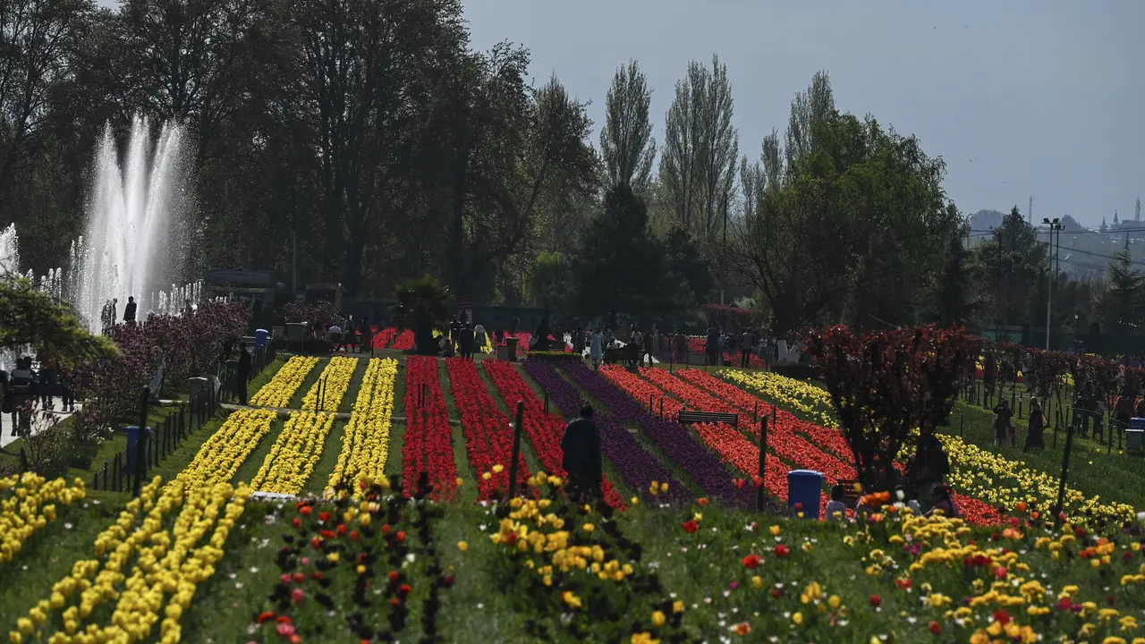 Taman tulip terbesar di Asia di Kashmir