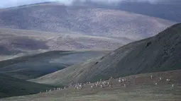 Kawanan antelop Tibet di dekat Danau Zonag di cagar alam nasional Hoh Xil, Provinsi Qinghai, China barat laut (14/7/2020). Antelop Tibet kebanyakan ditemukan di Daerah Otonom Tibet, Provinsi Qinghai, dan Daerah Otonom Uighur Xinjiang. (Xinhua/Zhang Long)