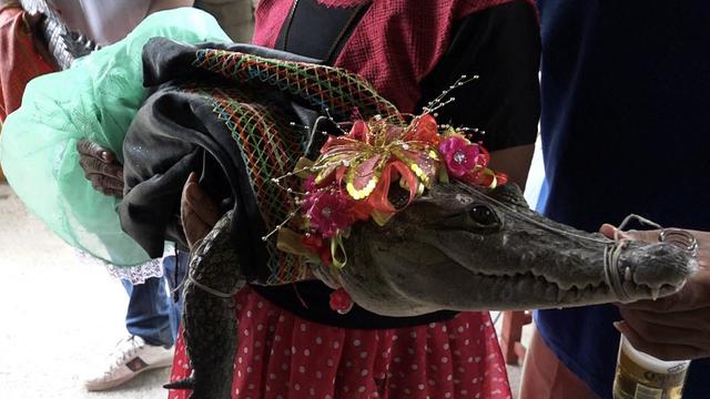 Wali Kota Meksiko Nikahi Buaya