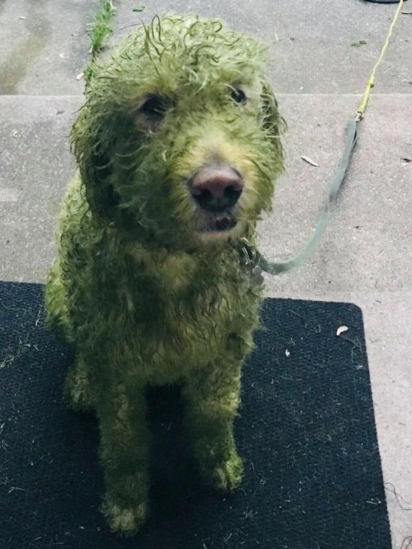 foto: @sunshinyanny/Reddit