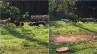 Aksi anjing lerai dua ayam jago yang sedang bertarung. (Sumber: TikTok/jaylnthapunyq)