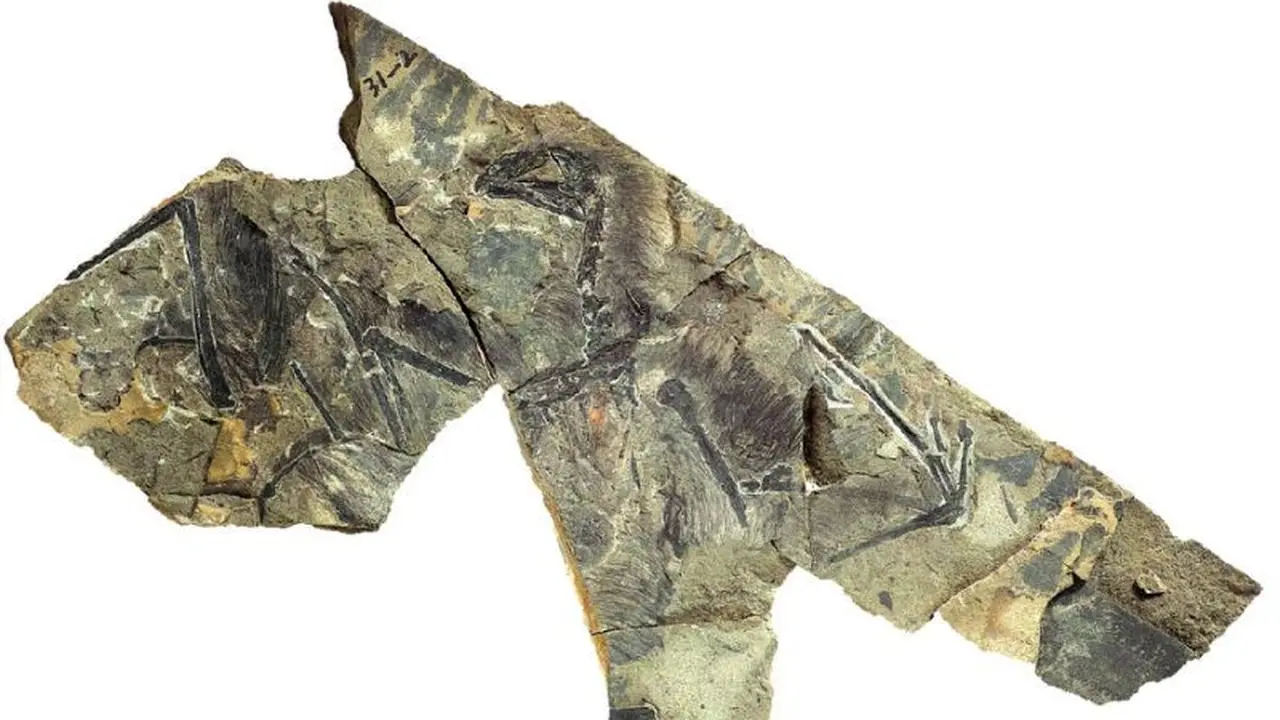 Temuan fosil dinosaurus dengan sayap menyerupau kelelawar di China (AFP/Zhang Hailong)