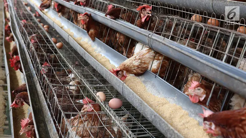 Peternak di Depok Ungkap Penyebab Tingginya Harga Telur Ayam