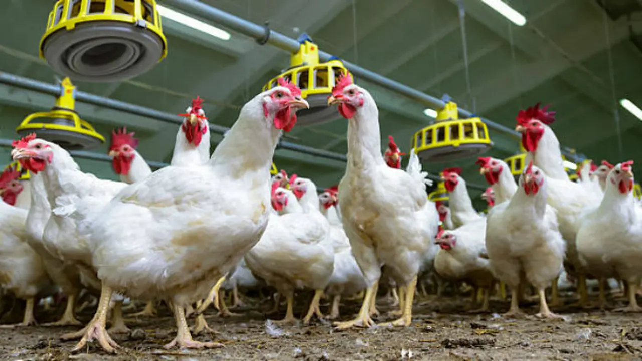 Ilustrasi ayam