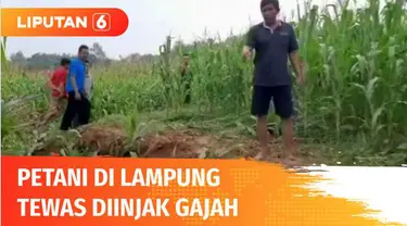 Warga Desa Tegalyoso, Kecamatan Purbolinggo, Lampung Timur, yang tewas terinjak gajah dimakamkan. Dalam setahun terakhir, sudah empat warga Lampung tewas akibat amukan gajah dari Taman Nasional Way Kambas.