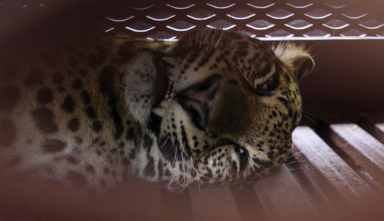 Seekor macan tutul Jawa yang dibius terbaring di dalam kandang di sebuah hotel di Bandung, Jawa Barat, pada 6 Oktober 2025, setelah masuk ke area hotel. (Timur Matahari/AFP)