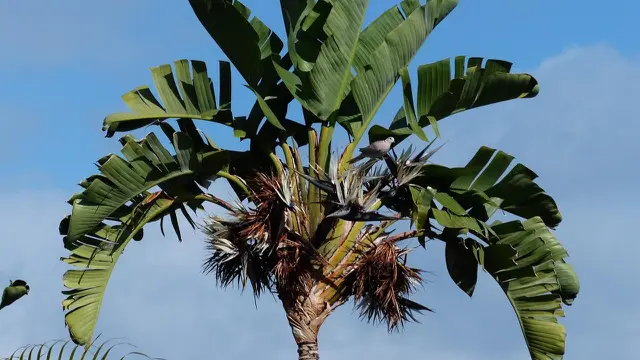 Bird of Paradise (Strelitzia Nicolai)