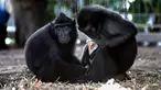 Seekor monyet Yaki, Nati, memeluk seekor anak ayam di dalam kandangnya di Taman Safari Ramat Gan, Israel, Kamis (24/8). Monyet berusia 4 tahun itu mengadopsi anak ayam tersebut untuk tinggal bersama di kandangnya. (AP Photo/Tsafrir Abayov)