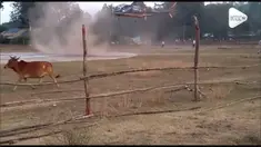 Detik-detik seekor sapi nyaris melintasi helipad di India. Beruntung helikopter berhasil mendarat dengan aman.