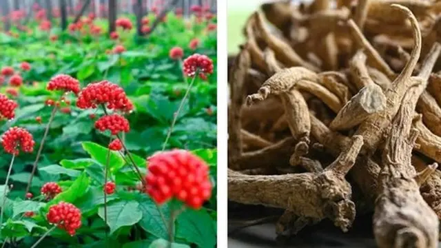 7 Bumbu Dapur Termahal, Ada yang Seharga Rp 84 Juta per Kilogram