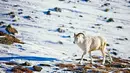 Akun Instagram Silvana Regina Sutanto juga mengunggah foto alam di Alaska dengan judul:  Dall Sheep spotted #brooksrange #alaska. Foto yang diunggah tersebut berupa seekor domba berjalan di atas salju. (instagram.com/silsutantophoto)