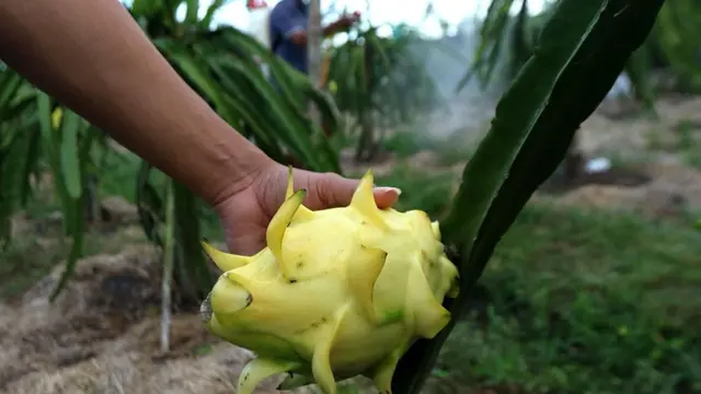 Didukung Klasterku Hidupku BRI, Petani Buah Naga Banyuwangi Naik Kelas Tembus Pasar Lebih Luas