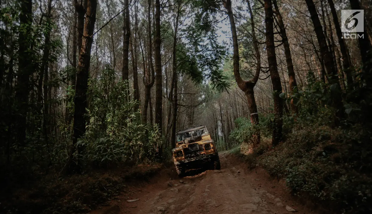 Mobil offroad 4x4 klasik Land Rover melewati hutan pinus menuju trek Sukawana-Cikole di Kab Bandung Barat, Jawa Barat, Jumat (19/10). Wisata offroad di Kab Bandung Barat ini memiliki panjang trek 18 km. (Liputan6.com/Faizal Fanani)