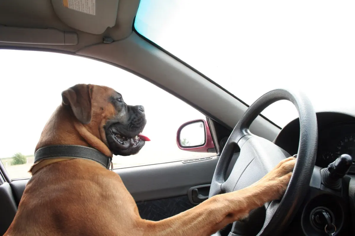 Kocak! Anjing Ini Kendarai Mobil-mobilan Milik Anak Majikannya