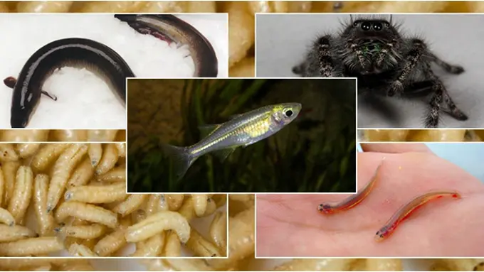 Courtesy ListVerse.com