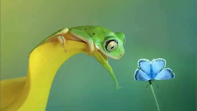 18 Foto 'Close Up' Ini Menyingkap Dunia Hingga ke Bagian Terkecil