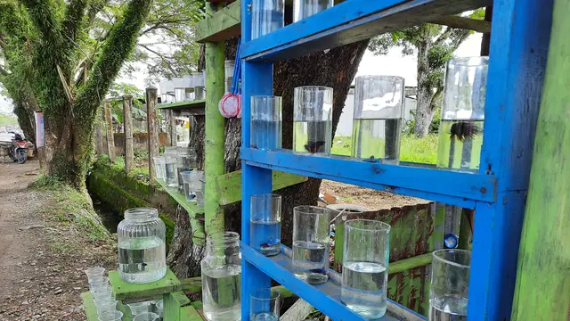 Rak gelas serta stoples berisi ikan cupang yang dijual oleh Efendi, 37 tahun. Lapaknya terletak di pinggiran jalan Meulaboh-Tapak Tuan. Foto diambil di waktu yang berbeda dengan waktu wawancara (Liputan6.com/Rino Abonita)