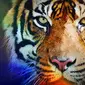 banner grafis Harimau Bonita (Liputan6.com/Triyasni)