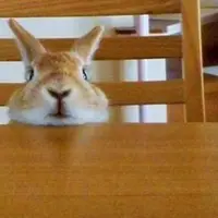 Lucunya kelinci asal Jepang ini bikin kamu amat menyayanginya. 