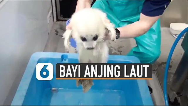 Anjing laut berusia 21 hari ini tengah dalam perawatan akuarium Osaka Kaiyukan, Jepang.