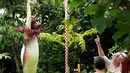 Sejumlah pengunjung memperhatikan bunga bangkai Titan Arum asal Sumatera, yang dipamerkan di taman botani, Brussels, Belgia, Kamis (28/7). Bunga bernama latin 'Amorphophallus titanum' itu menyedot perhatian wisatawan di sana. (REUTERS/Francois Lenoir)