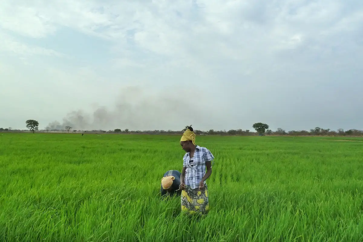 Sawah di Afrika