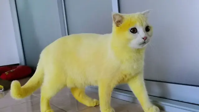 Berita Trending Kucing