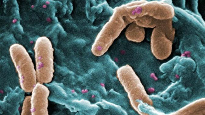 Bakteri pemakan daging Pseudomonas-aeruginosa (CDC)
