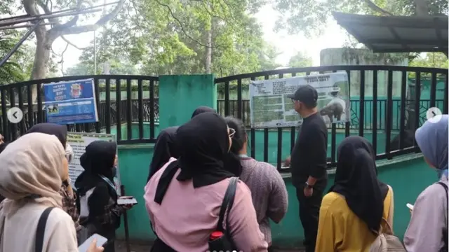 Harimau Sumatra Berusia 23 Tahun Mati di Kebun Binatang Taman Rimba Jambi