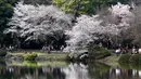 Wisawatan berjalan di antara bunga sakura yang mekar penuh pada musim semi di Taman Nasional Shinjuku Gyoen, Tokyo, Senin (26/3). Pada musim semi, wisatawan dapat menikmati keindahan bunga yang terkenal asal Jepang itu. (AP Photo/Koji Sasahara)