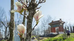 Bunga magnolia terlihat di Beijing Garden di dekat Danau Burley Griffin, Canberra, Australia (7/9/2020). Canberra, ibu kota Australia, memasuki musim semi pada September. (Xinhua/Chu Chen)