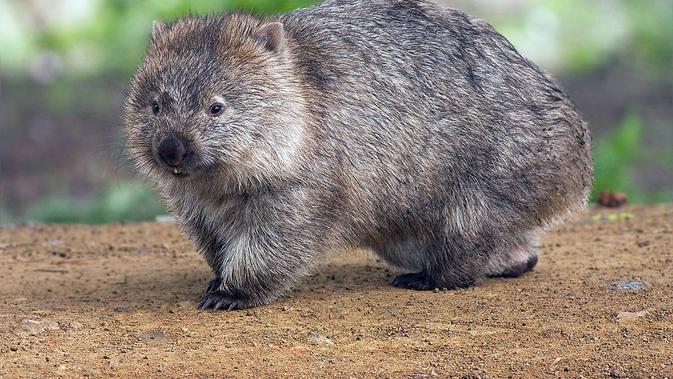 Wombat (Vombatus ursinus tasmaniensis) di Maria Island, Tasmania, Australia (Wikimedia Commons/JJ Harrison)