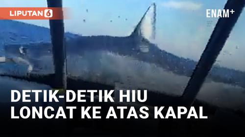 VIDEO: Edan! Ikan Hiu Lompat ke Atas Kapal