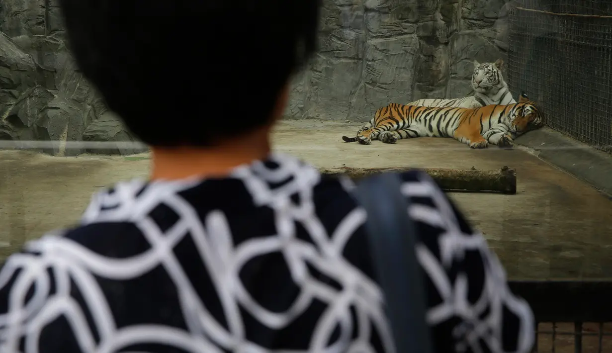 Seorang wanita Korea Utara melihat harimau di Kebun Binatang di Pyongyang, Korea Utara (15/9). Kebun binatang nasional Korea Utara ini  terletak dekat Mt. Taesong di pusat kota Pyongyang. (AP Photo/Kin Cheung)