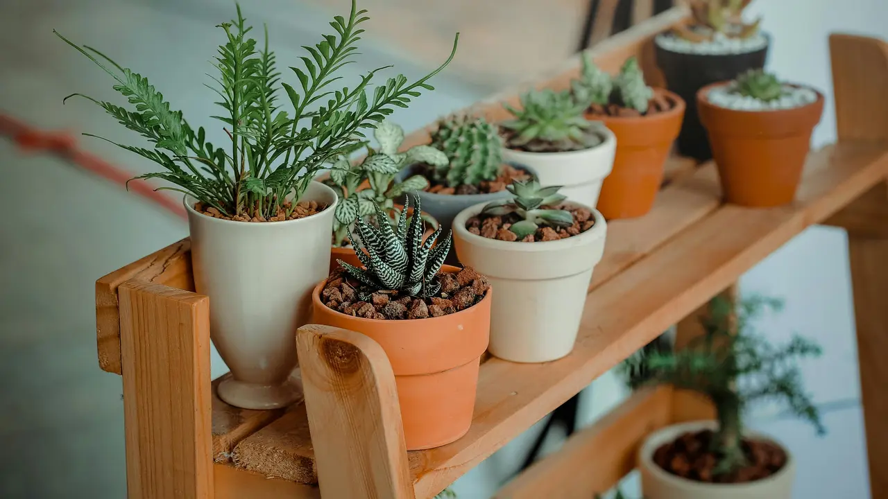 Tanaman Indoor dalam Pot Minimalis