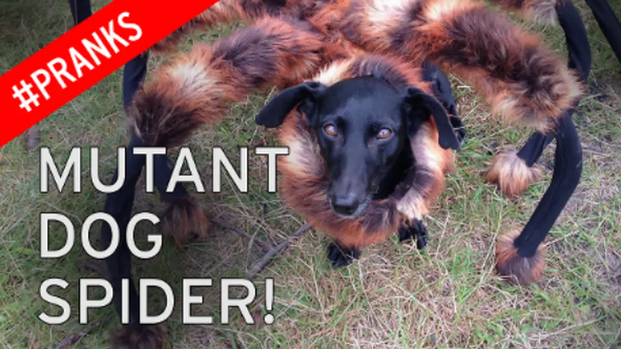 Video Anjing Berkaki Laba-laba Hebohkan YouTube