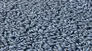 Ikan-ikan mati mengambang di sungai Darling di Menindee, wilayah timur Australia yang dihantam kekeringan hebat, Selasa (29/1). Ratusan ribu ekor ikan mati secara massal dalam insiden ketiga yang terjadi dua bulan terakhir. (ROBERT GREGORY / AFP)