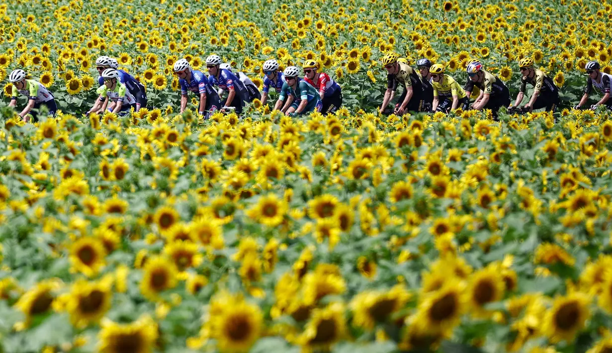 Pembalap melewati perkebunan bunga matahari saat beraksi pada ajang Tour de France 2023 di Limoges, Prancis (8/7/2023). Tour de France merupakan salah satu kejuaraan balap sepeda jalanan paling tua dan bergengsi di dunia. (Photo by Anne-Christine POUJOULAT / AFP)