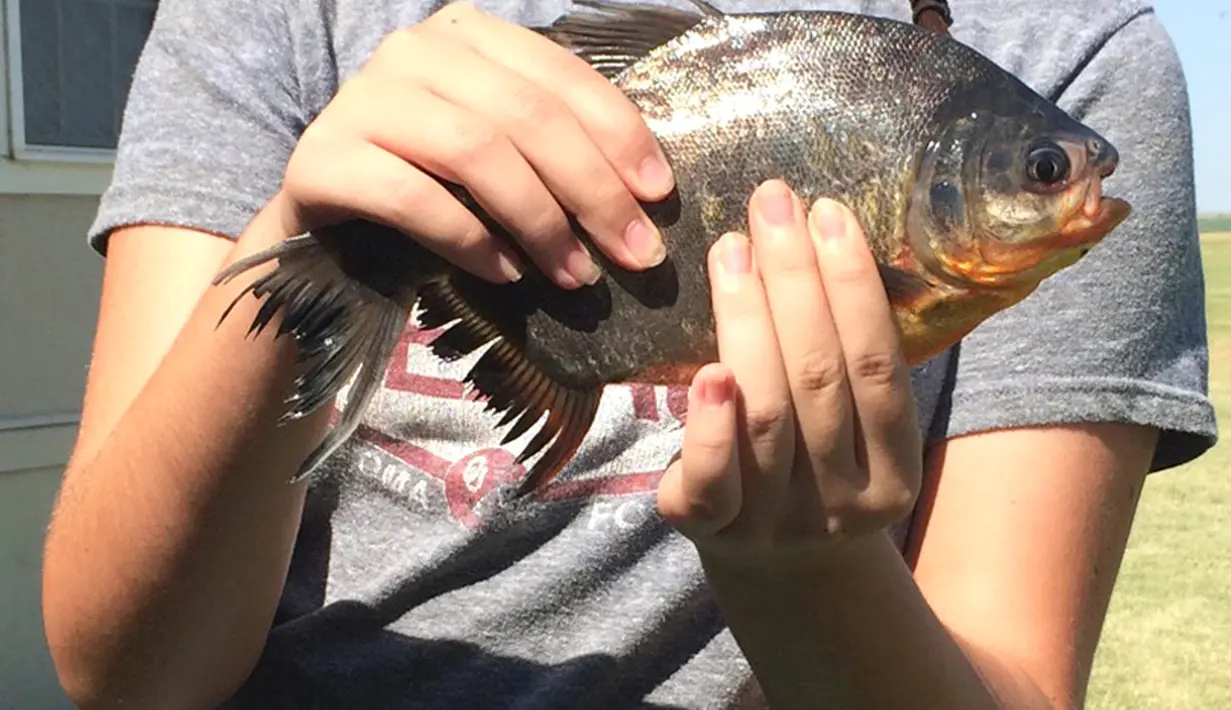 Kennedy Smith memperlihatkan ikan dengan gigi manusia yang ditangkapnya di kawasan Danau Fort Cobb, Oklahoma, 22 Juli 2018. Ikan bernama pacu itu habitat aslinya berada di Amerika Selatan. (Tyler Howser/Oklahoma Department of Wildlife Services via AP)