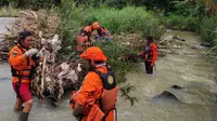 Proses evakuasi korban ditemukan meninggal dunia tersangkut di tumpukan bambu Sungai Way Tebu . Foto (Istimewa)