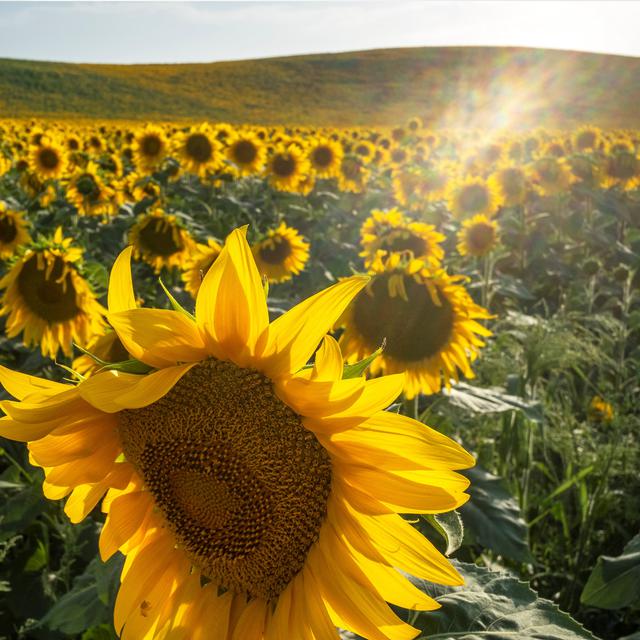 5 Cara Menanam Bunga Matahari Dari Biji Yang Mudah Dipraktikkan Hot Liputan6 Com