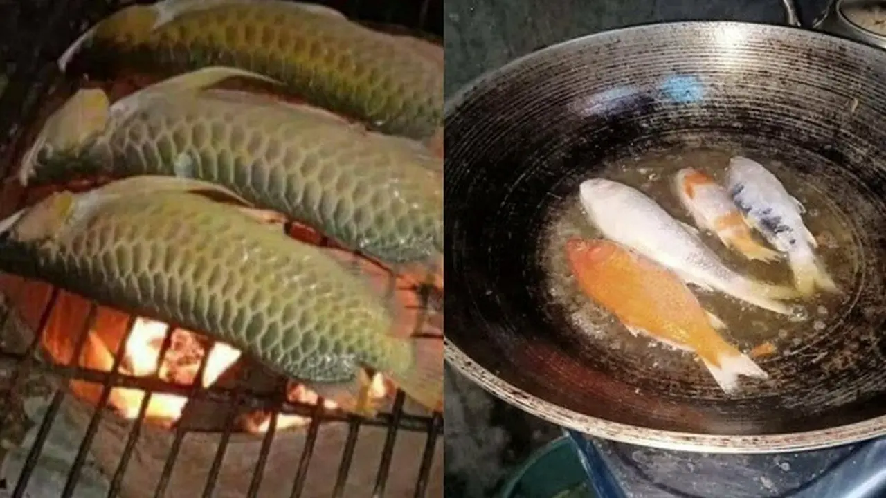 7 Potret Ikan Hias Dimasak Ini Bikin Warganet Heboh