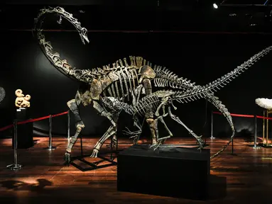 Kerangka dua dinosaurus, Diplodocus (belakang) dan Allosaurus dipamerkan sebelum mulai dilelang di Balai lelang Drouot, Paris, Jumat (6/4). Tulang dinosaurus itu diperkirakan akan terjual mencapai 1,5 juta euro (Rp 25,4 miliar). (STEPHANE DE SAKUTIN/AFP)