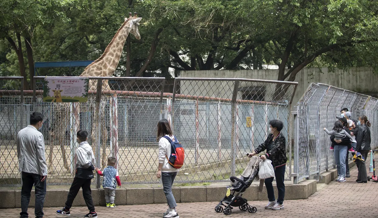 Pengunjung mengamati jerapah di Kebun Binatang Wuhan, Wuhan, Provinsi Hubei, China, Rabu (22/4/2020). Kebun Binatang Wuhan kembali dibuka untuk umum dengan peraturan ketat yang diterapkan untuk mencegah penyebaran COVID-19. (Xinhua/Fei Maohua)